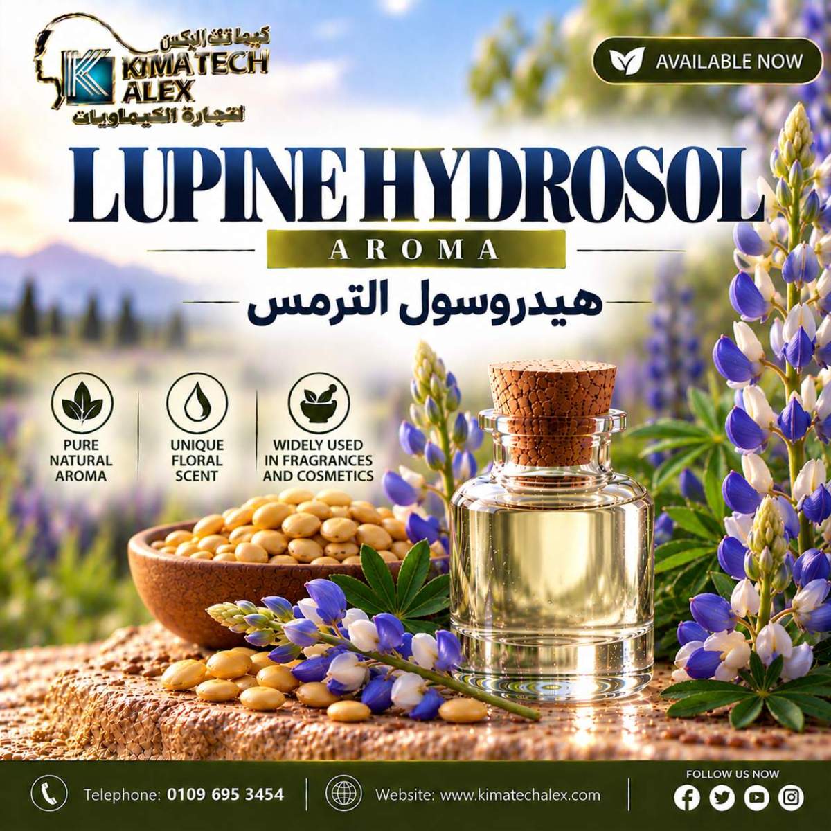 Lupine Hydrosol in Bloom Lupine hydrosol هيدروسول الترمس - Image 1